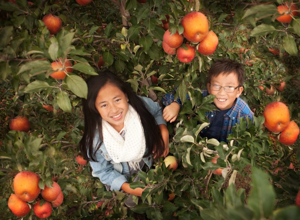 Eckert's Farms - Helped To Create Hybrid Crops Like The Sought After EverCrisp Apple
