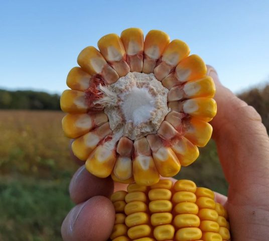 Benson Hill - Empowering Companies Throughout The Food And Agriculture Supply Chain