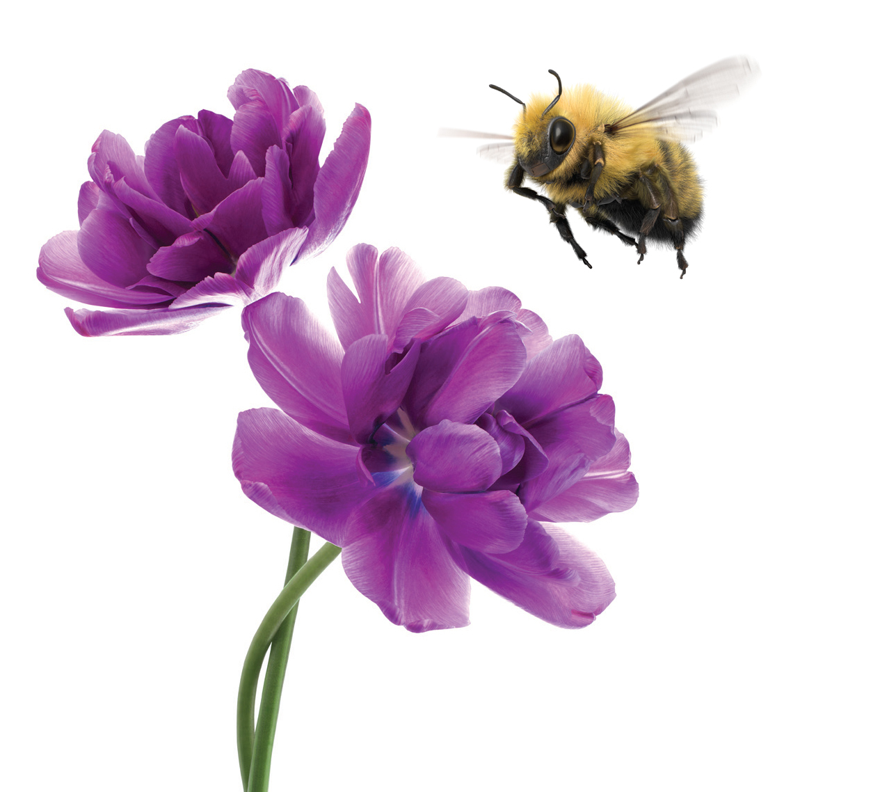 TELUS POLLINATOR FUND FOR GOOD-INVESTING IN IMPACT