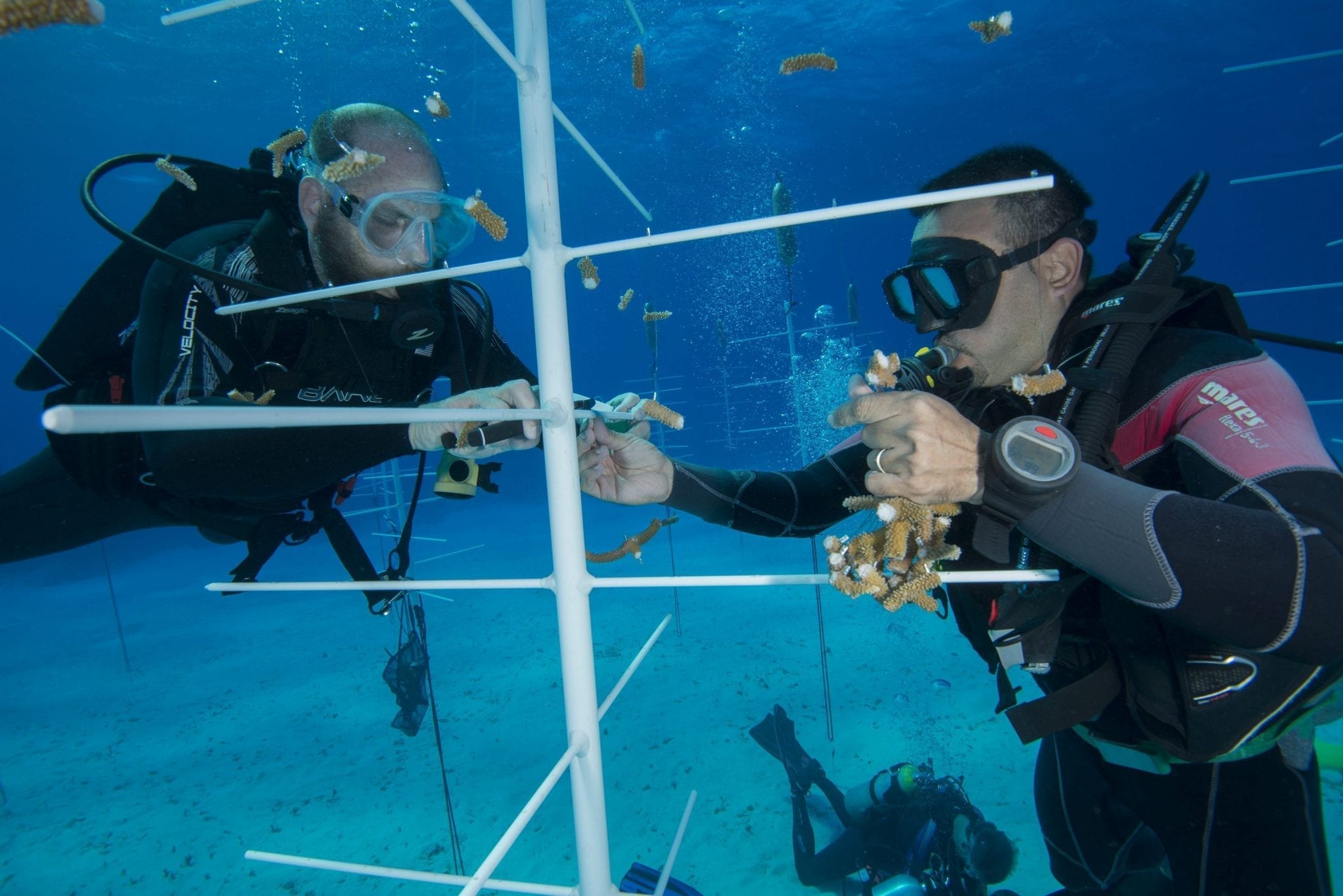 The Florida Aquarium - Innovating to Save Florida's Coral Reefs
