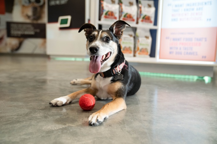 Nestlé Purina Petcare - A Premier Global Manufacturer Of Pet Products