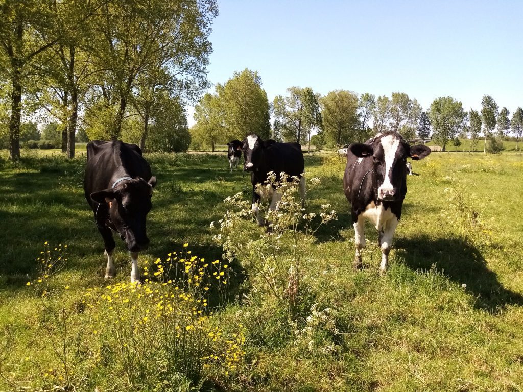 HEIRBAUT ALGRICULTURE - THROUGHOUT WESTERN EUROPE FOOD PRODUCTION IS KNOWN TO BE RESPONSIBLE FOR A WHOLE LOT OF GHG-EMISSIONS. HOWEVER