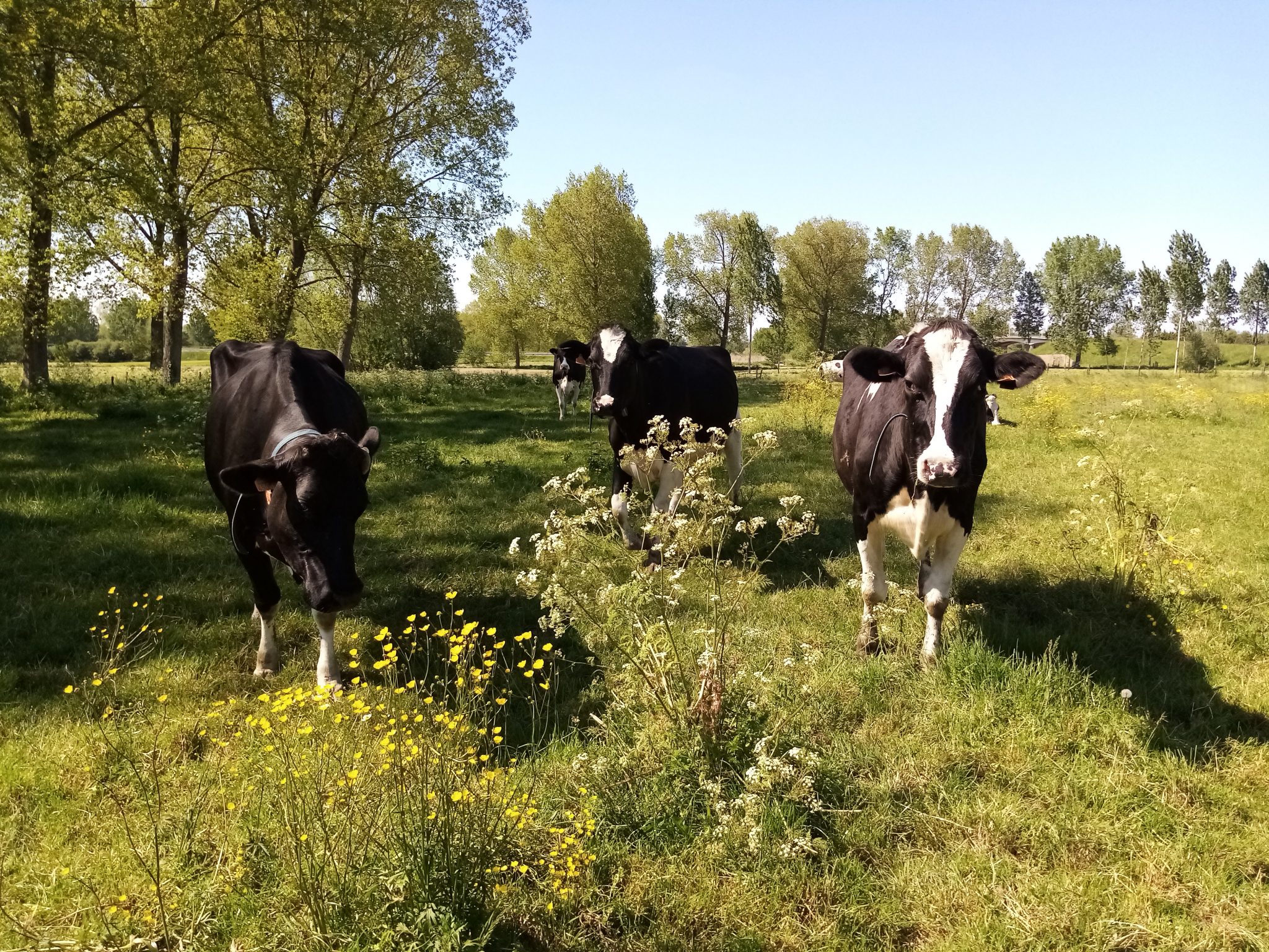 HEIRBAUT ALGRICULTURE - THROUGHOUT WESTERN EUROPE FOOD PRODUCTION IS KNOWN TO BE RESPONSIBLE FOR A WHOLE LOT OF GHG-EMISSIONS. HOWEVER