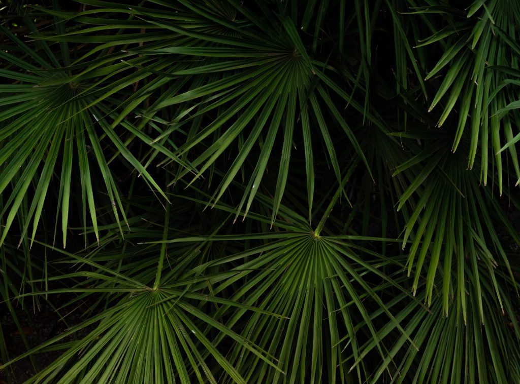 ORCHID BLACK-USING EXPERIENCE-DRIVEN INSIGHT AND EXECUTION