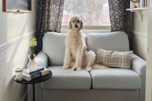 Dog resting on a modular washable couch in a family living room